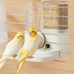 🎉 2026 Sale — Over 31,400 Sold 🐦 2-in-1 Automatic Bird Feeder & Waterer – Bird Cage Accessory 💧