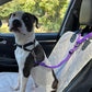 🎉 2026 Sale — Over 26400 Sold!💞 2‑in‑1 Dog Car Seat Belt & Walking Leash‑Headrest Mount 🐕